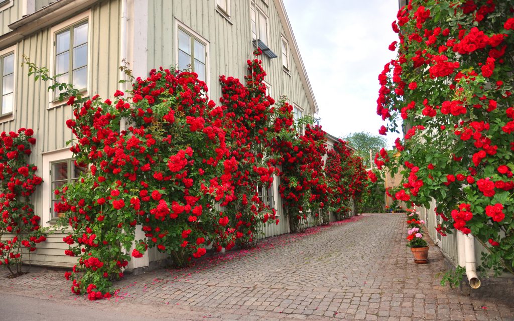 Roses along the streets of Vadstena